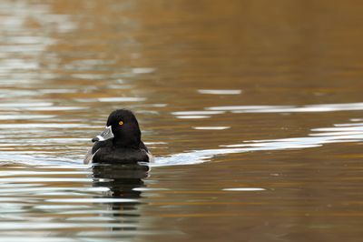 An Evening Swim