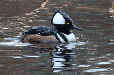 Hooded Merganser (male)