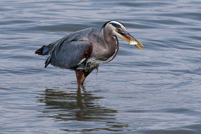 The Hungry Heron