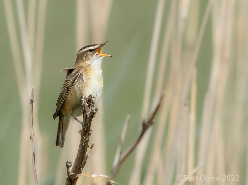 Sedge warbler - Rietzanger PSLRT 6284