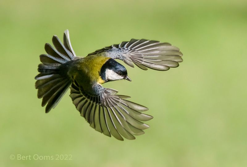 Coal tit - Koolmees KPSLRT0397