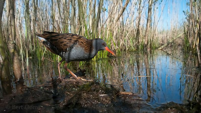 Water rail KPSLR-8258