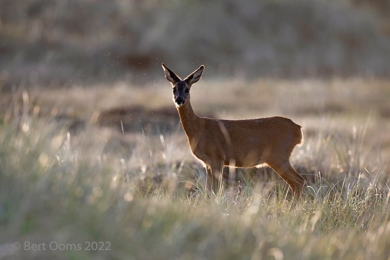 Roe deer - Ree PSLRT 6641