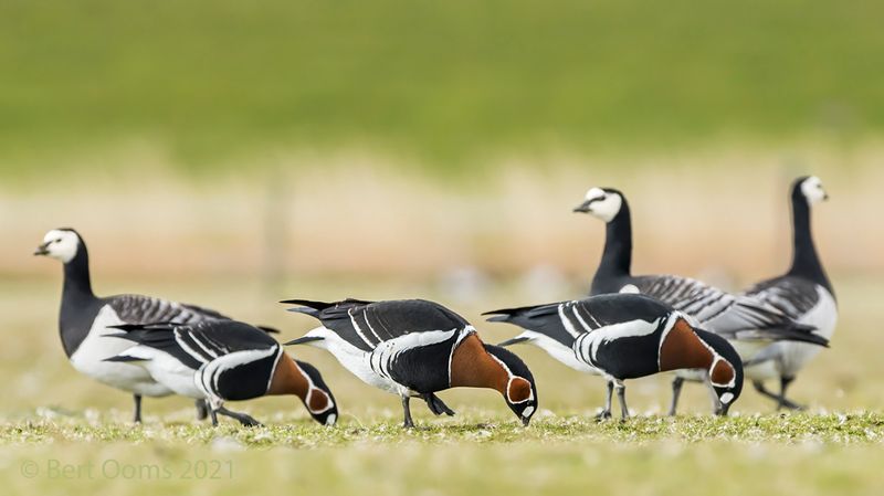 Red-breasted goose - Roodhalsgans PSLRT-0015