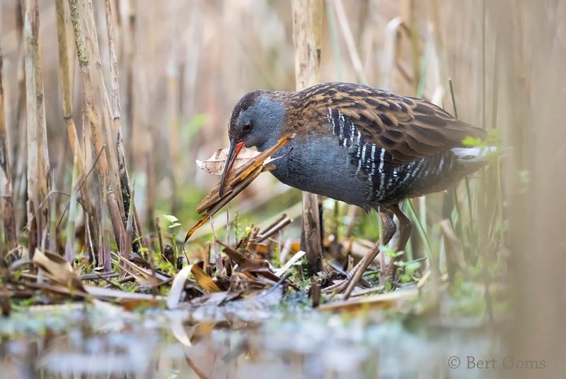 Water rail - waterral PSLR-1890