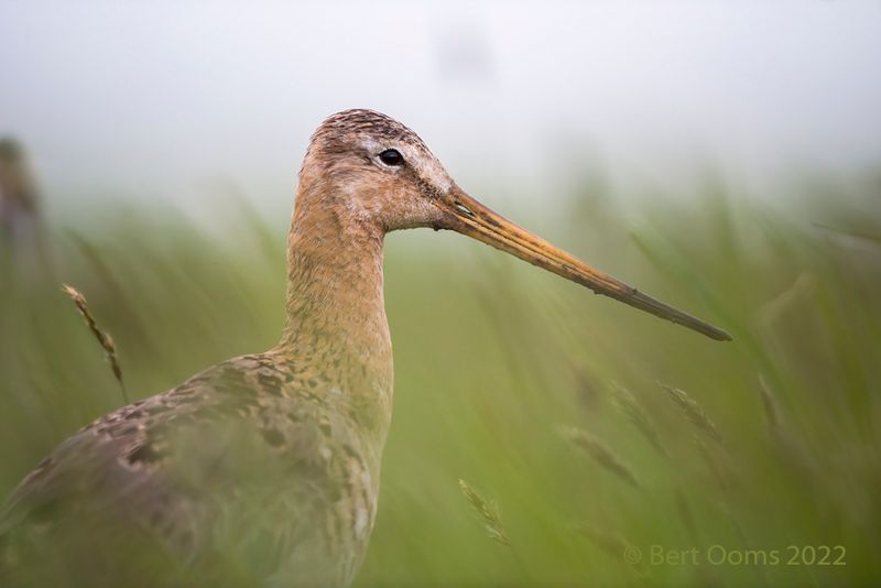 Black-tailed godwit - Grutto PSLRT 6502