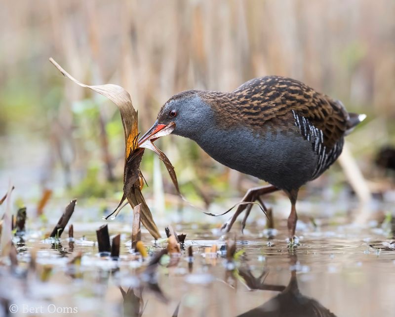 Water rail - Waterral PSLR-1987