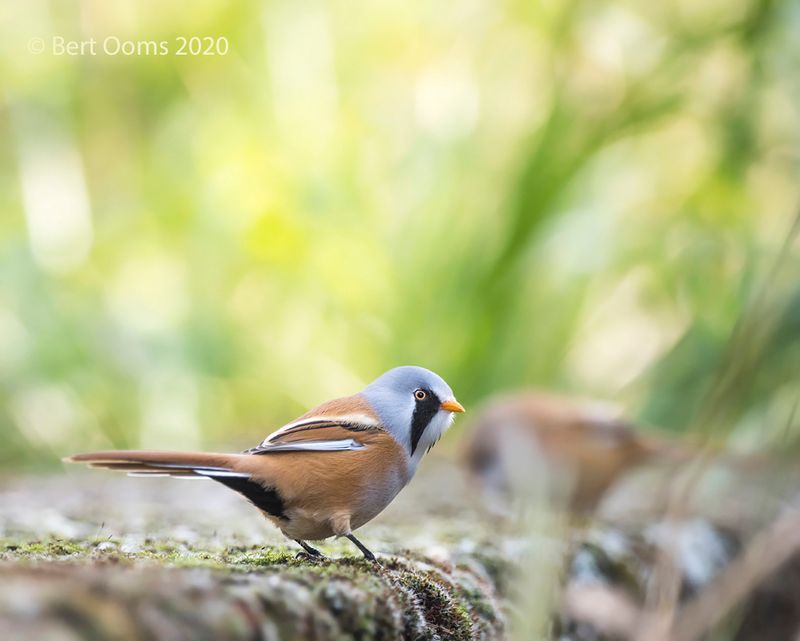 Bearded reedling - Baardman PSLR-5204