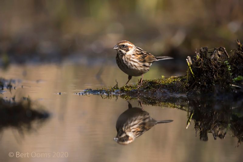 Reed bunting KPSLR-4911