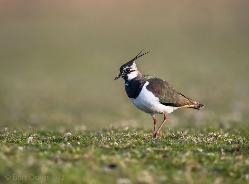 Lapwing - Kievit KPSLRT 0122