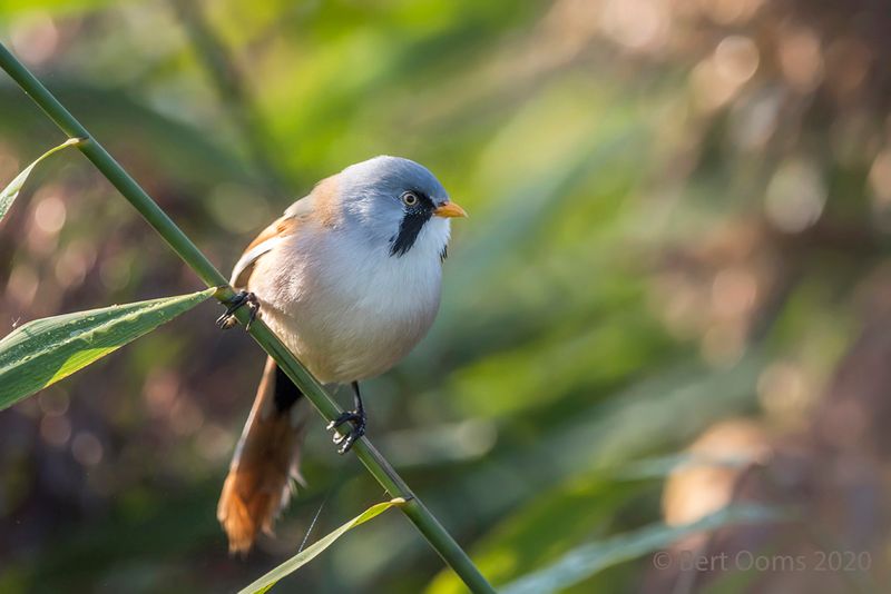 Bearded reedling - Baardman PSLR-5153