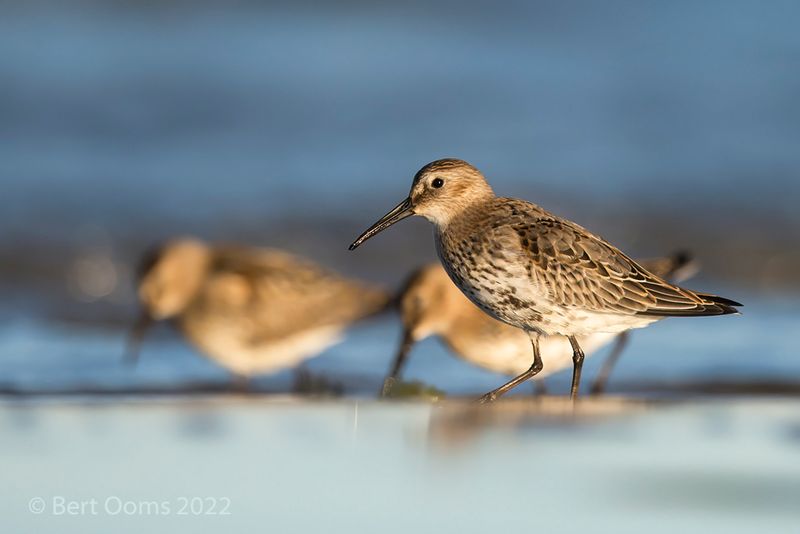 Dunlin - bonte strandloper PSLRT 7928