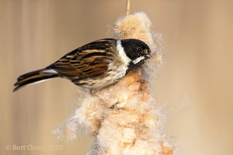 Reed bunting - Rietgors PSLR-4557