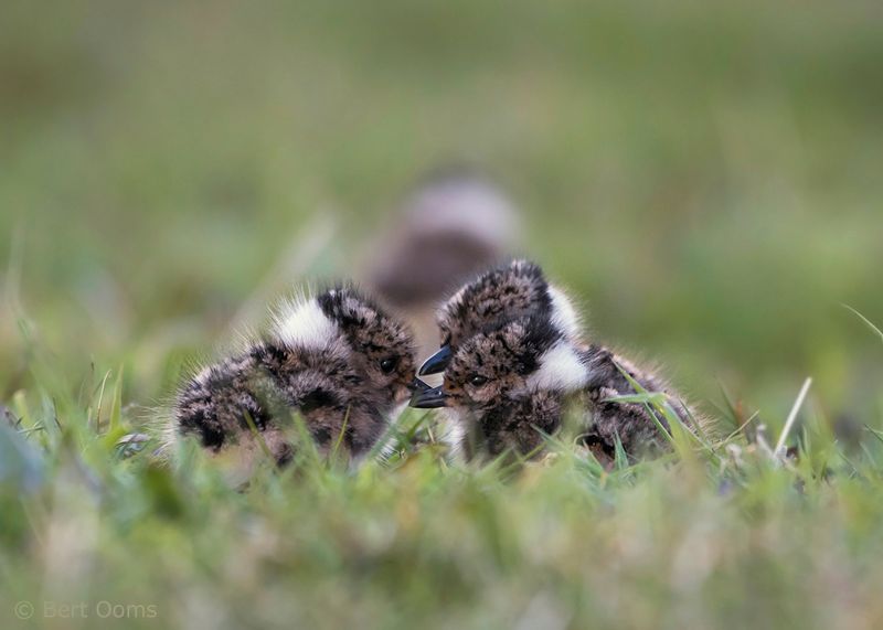 Northern lapwing - Kievit PSLR-4268