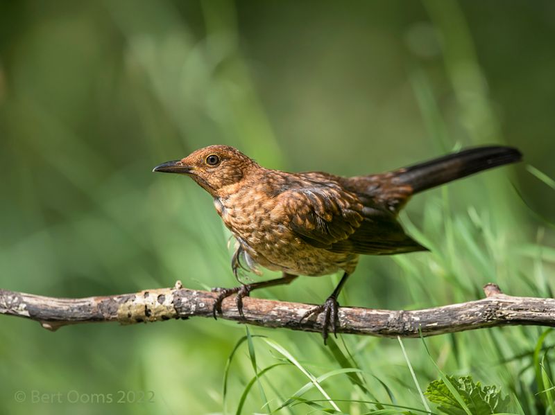 Blackbird - Merel PSLRT 7382