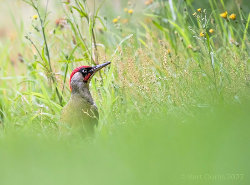 European green woodpecker - Groene specht PSLRT 7162