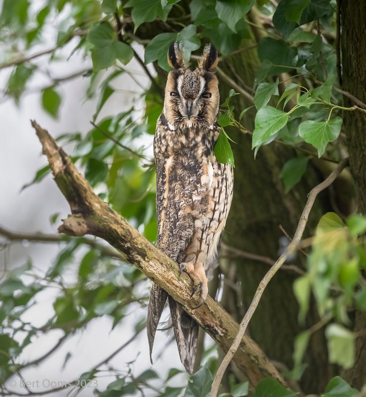 long-eared owl - Ransuil PSLRT 5905