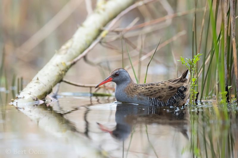 Water rail PSLR-1992