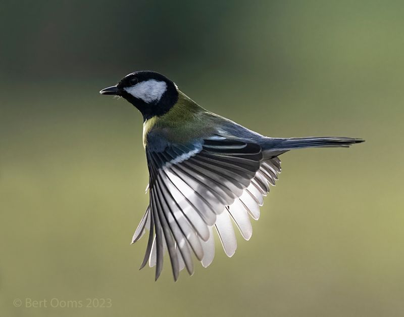 Great tit - Koolmees KPSLRT 5232