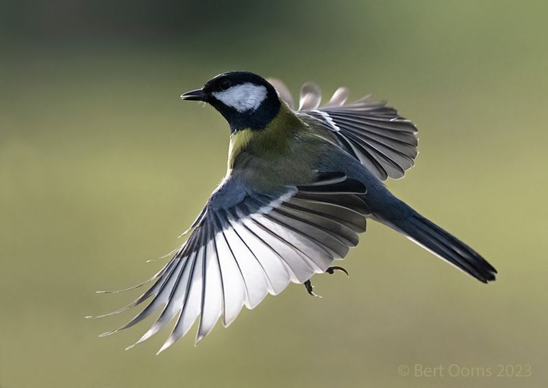 Great tit -Koolmees KPSLRT 5231