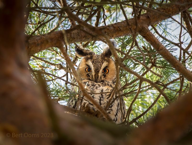 Long-eared owl PSLRT 6773