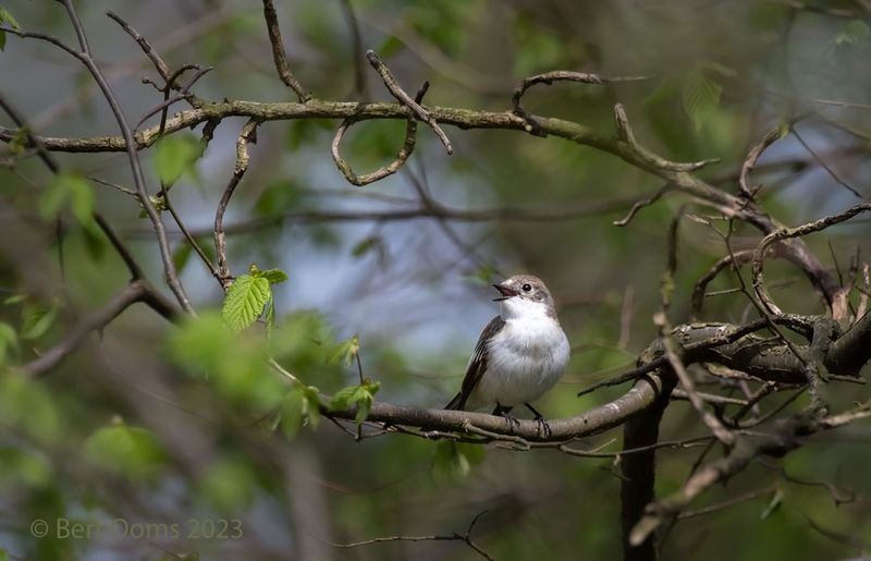 Pied flycatcher - bonte vliegenvanger PSLRT 9866