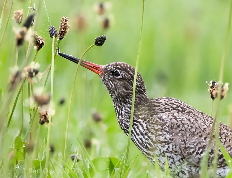 Common Redshank PSLRT-1972