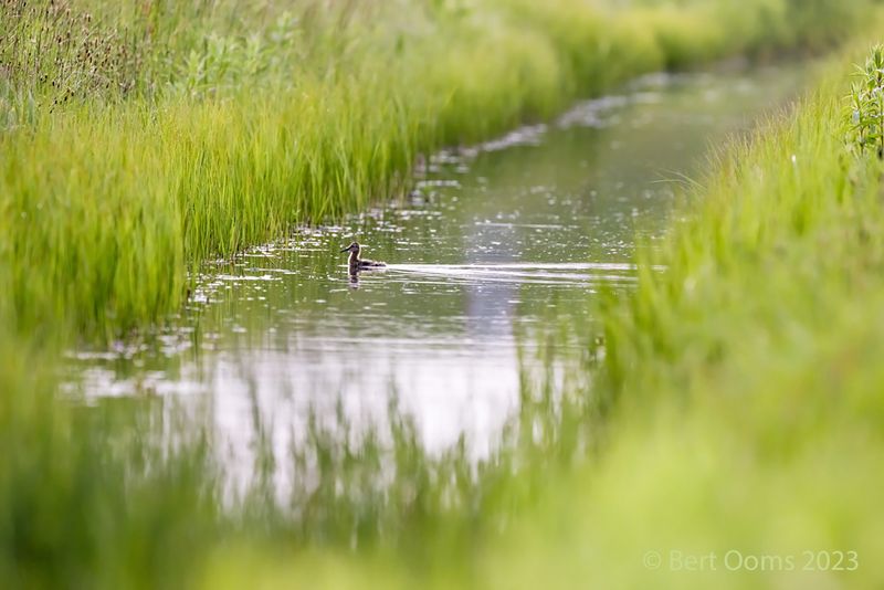 Black-tailed godwit  PSLRT-3560