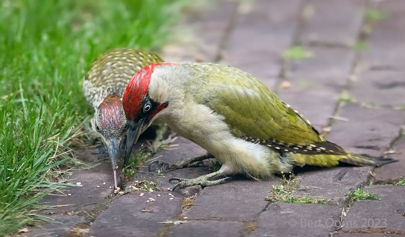 European green woodpecker PSLRT 6049