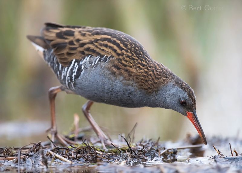 Water rail PSLR-1910