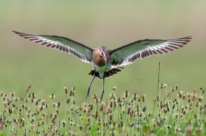 Black-tailed godwit  PSLRT 3634