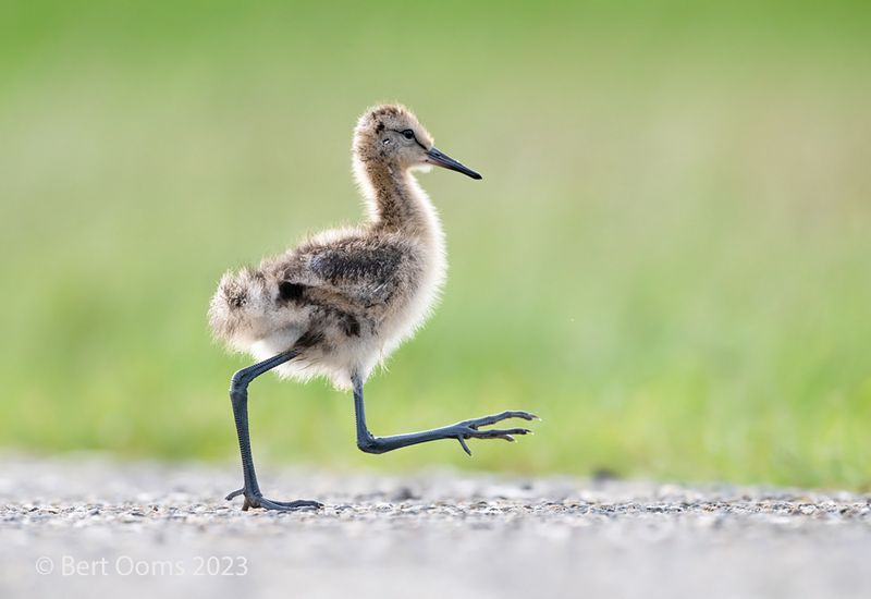 Black-tailed godwit PSLRT-3613