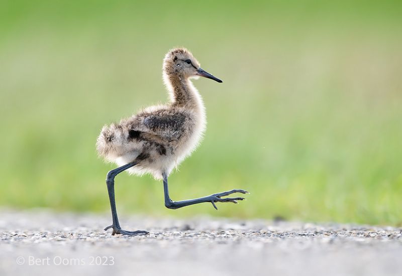 Black-tailed godwit  PSLRT-3613