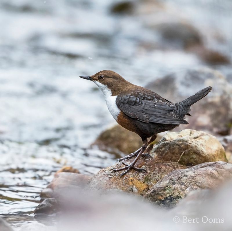 white-throated dipper PSLR-0389