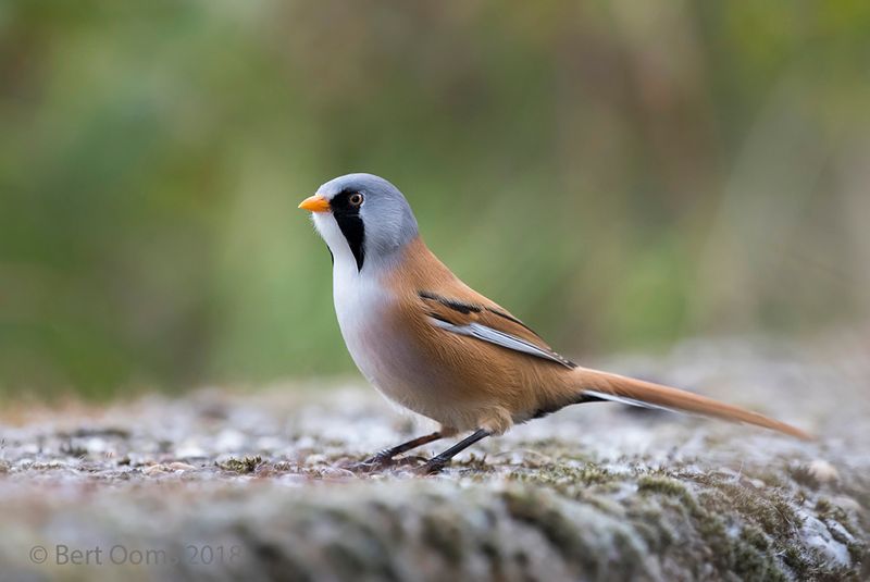 Bearded reedling - Baardman PSLR-6449