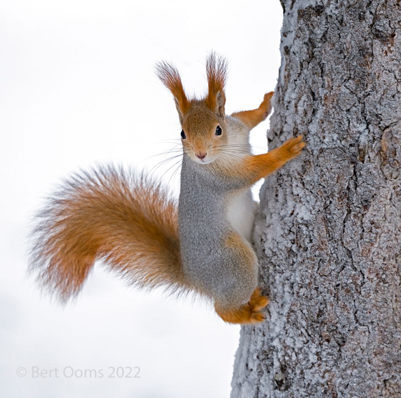 Red squirrel PSLRT 3392