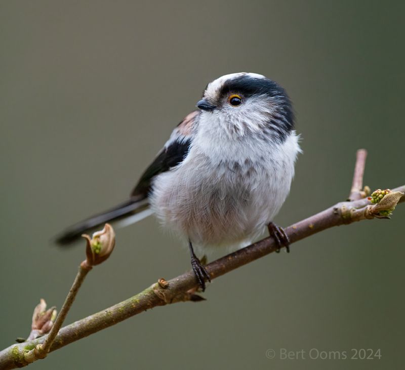 long-tailed tit - Staartmees PSLR 0413