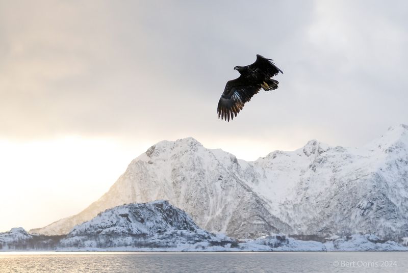 White-tailed eagle - Zeearend KPSLRT 9684