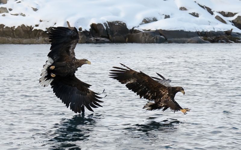 White-tailed eagle - Zeearend PSLRT 9655