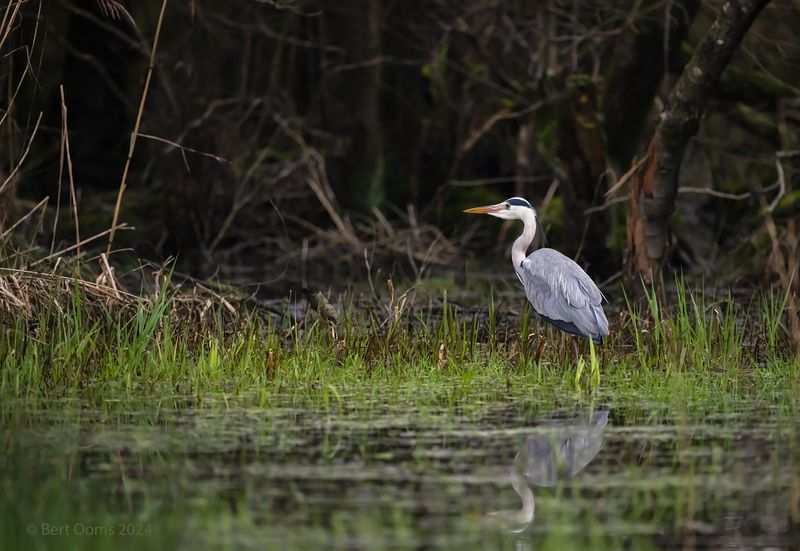 Grey heron - Blauwe reiger PSTLR 0491