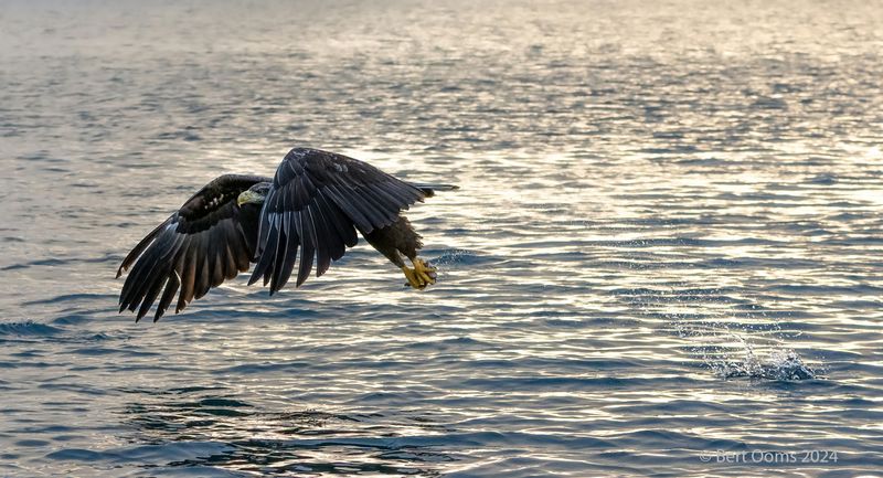 White-tailed eagle - Zeearend PSLRT 9691