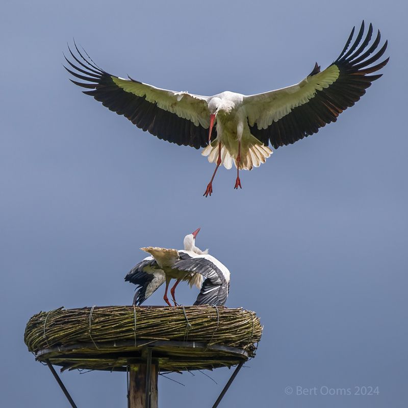 White stork - Ooievaar PSTLR1654