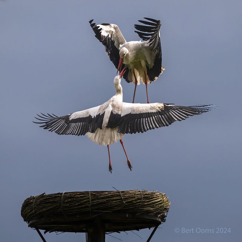 White stork - Ooievaar PSTLR1662