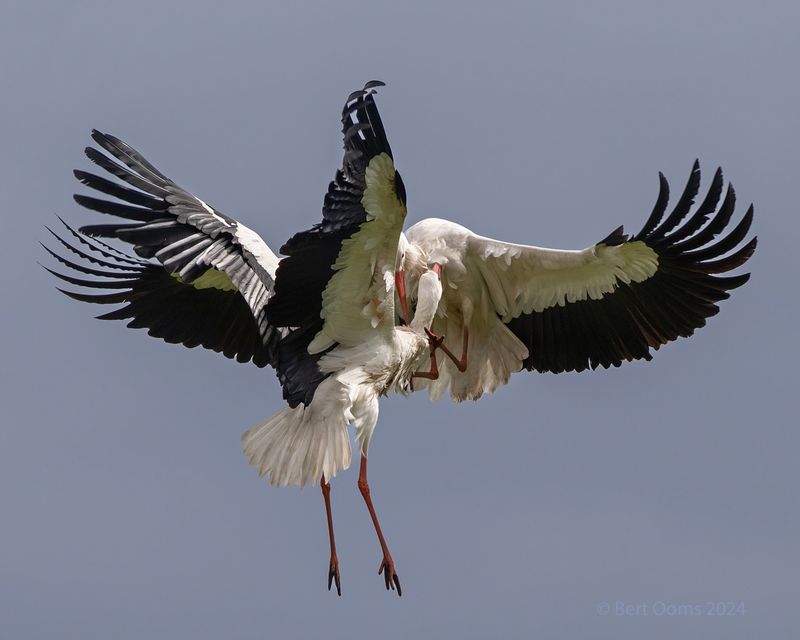 White stork - Ooievaar KPSTLR1665