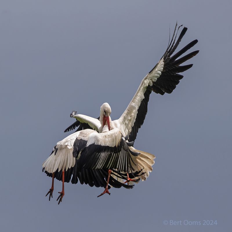 White stork -Ooievaar KPSTLR1668