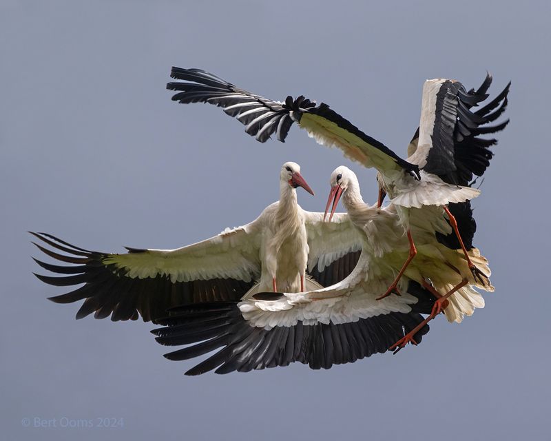White stork - Ooievaar KPSTLR1675