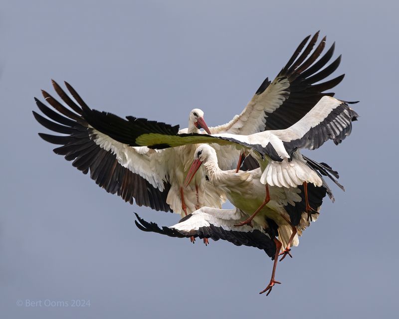 White stork -Ooievaar KPSTLR1676