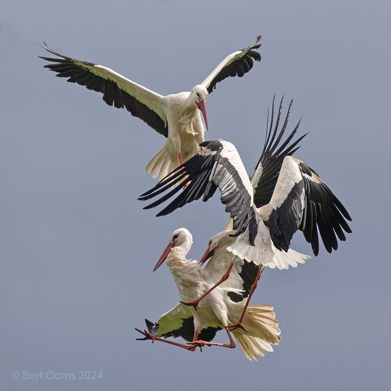 White stork -Ooievaar KPSTLR1679