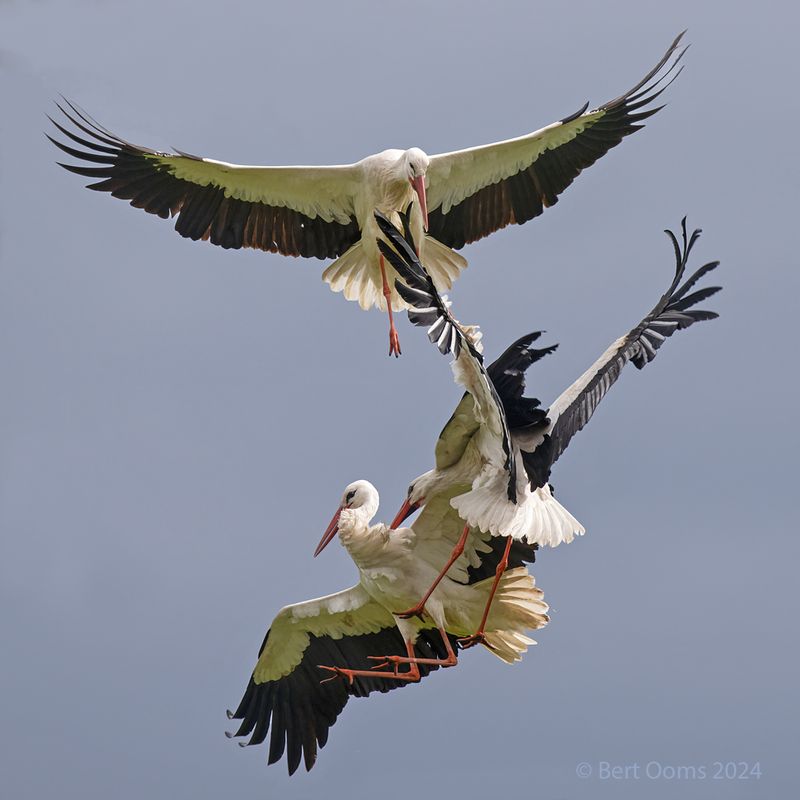 White stork -Ooievaar KPSTLR1680