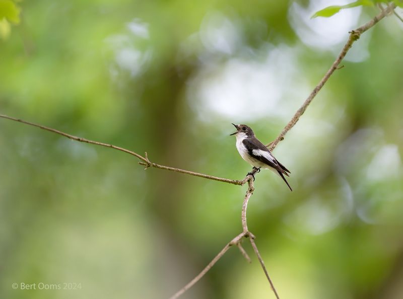 Pied flycatcher - Bonte vliegenvanger KPSTLR 8562